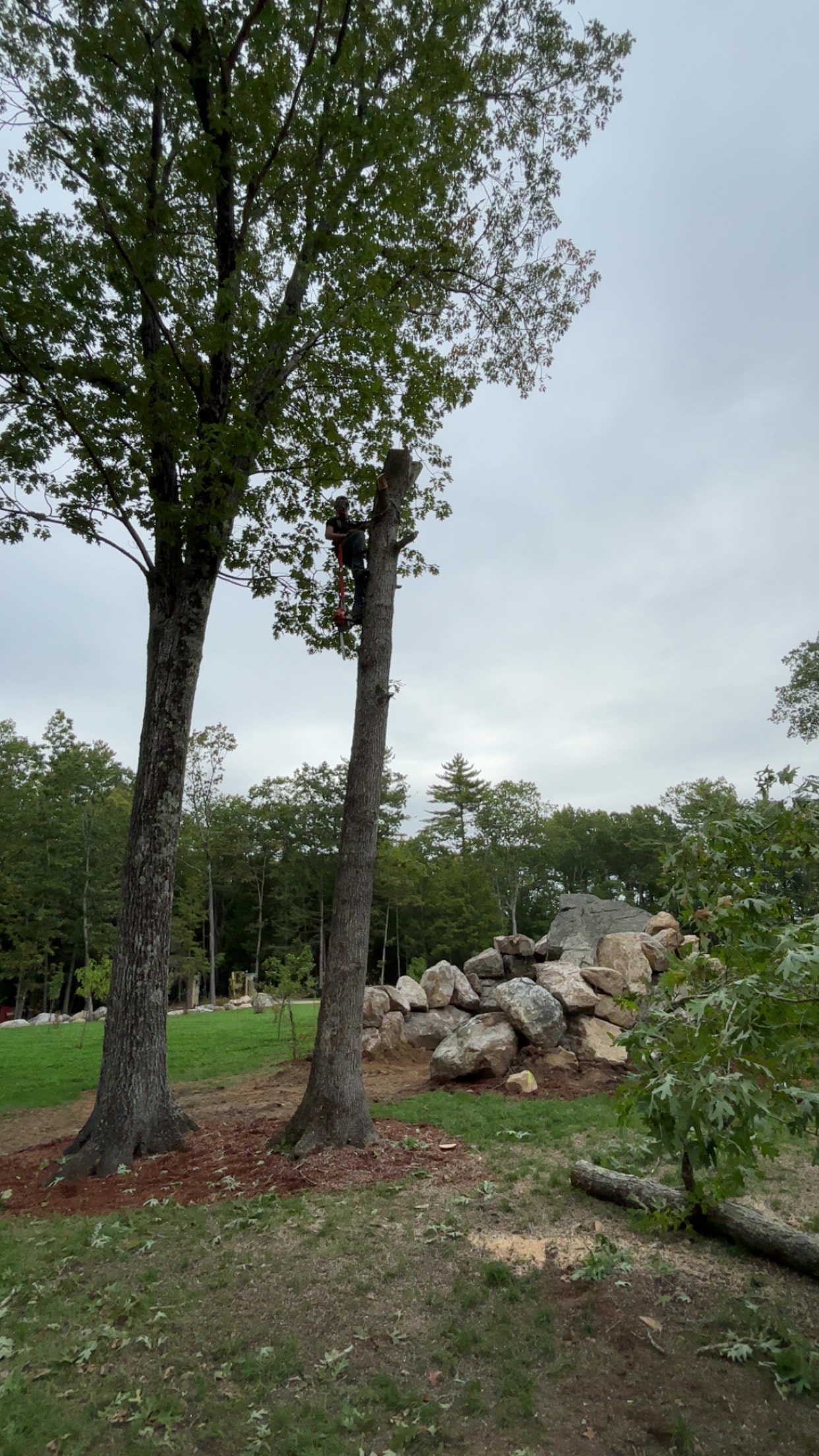 Hazardous Tree Removal