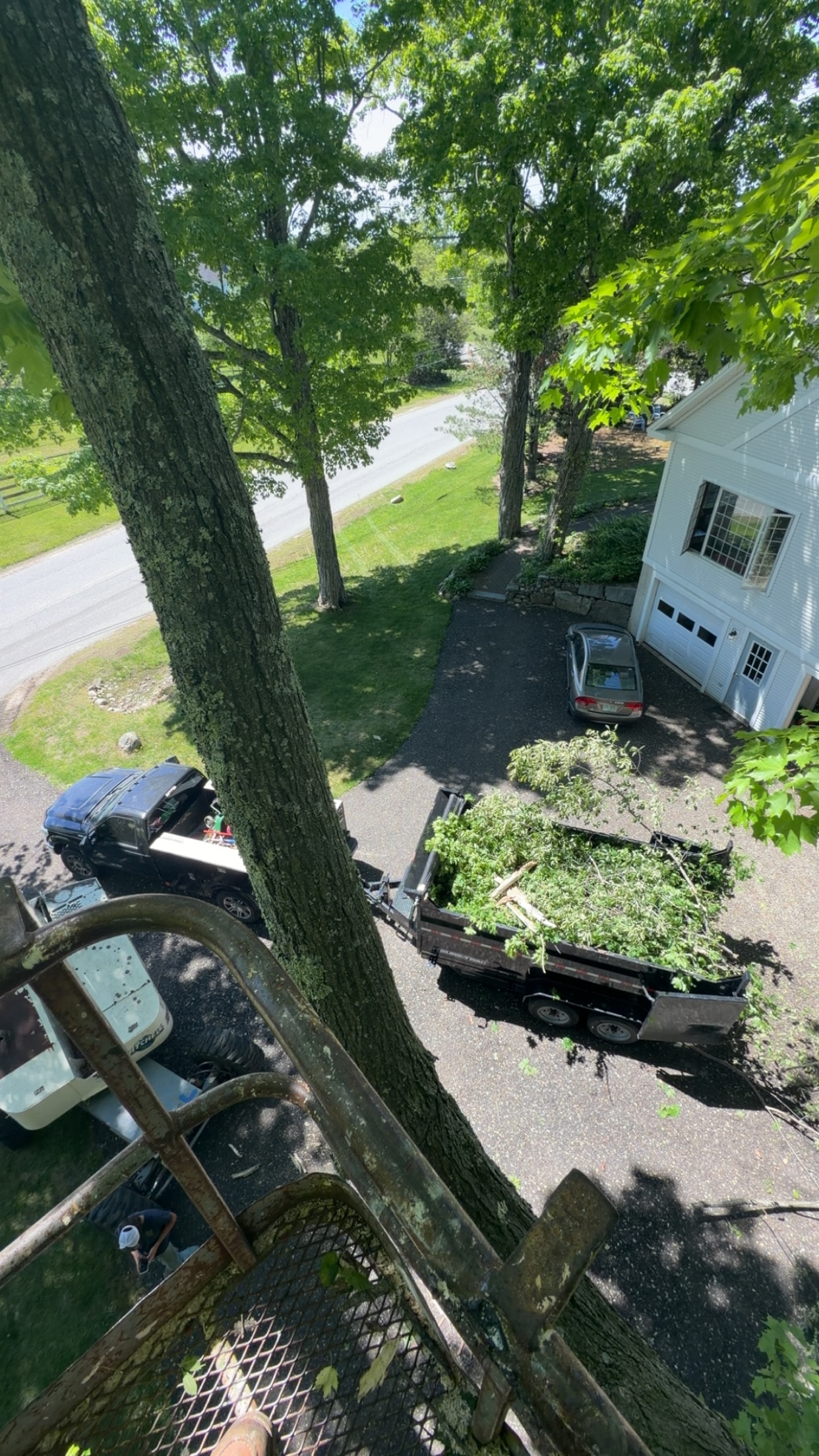 Tree Removal